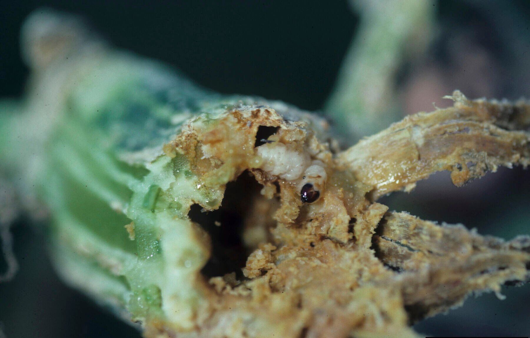 Squash moth